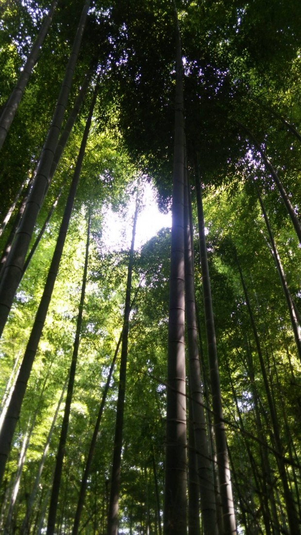 嵐山　の　竹林　 風も気持ちよく 涼しかった～♪